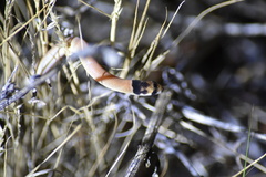 Pygopus nigriceps