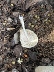 Leucocoprinus ianthinus