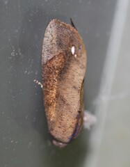 Hypocala guttiventris