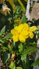 Jasminum mesnyi