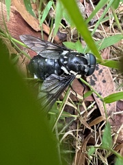Triclista guttata
