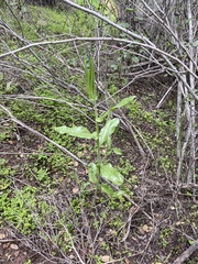 Acourtia microcephala