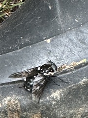 Triclista guttata