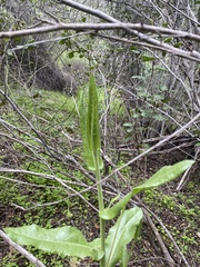 Acourtia microcephala