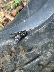 Triclista guttata