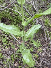 Acourtia microcephala