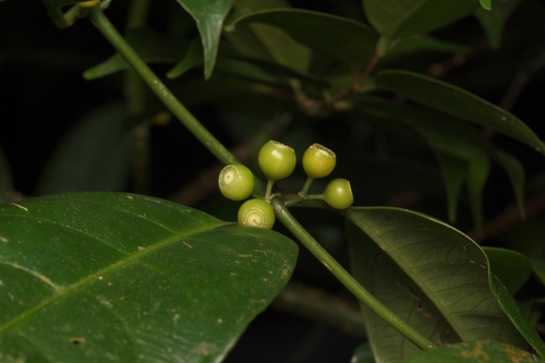 Urophyllum arboreum observed 2023-02-13