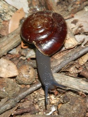 Glyptostoma gabrielense