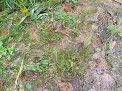 Juncus dichotomus