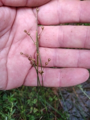 Juncus dichotomus