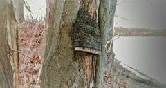 Phellinus igniarius