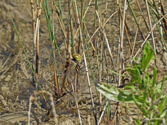 Anax ephippiger