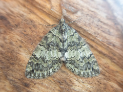 Hydriomena renunciata