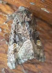 Euplexia benesimilis