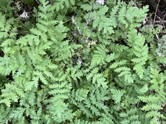 Eucrypta chrysanthemifolia