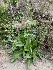 Dudleya lanceolata