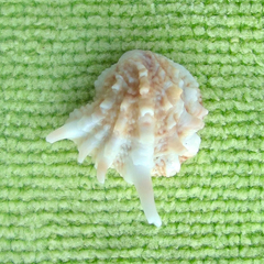 Arcinella cornuta