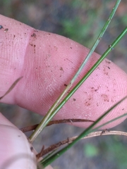 Juncus dichotomus