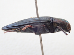 Prospheres norfolkensis