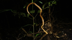 Leptodeira polysticta