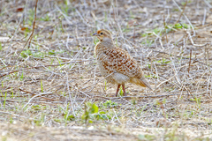 Ortygornis pondicerianus