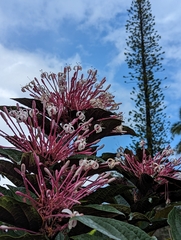 Clerodendrum quadriloculare