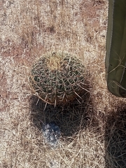 Ferocactus histrix