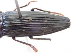 Prospheres norfolkensis