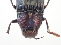 Prospheres norfolkensis