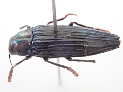 Prospheres norfolkensis