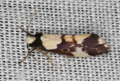 Philenora elegans