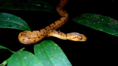 Leptodeira polysticta