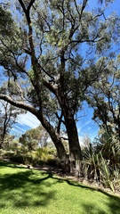 Eucalyptus gomphocephala