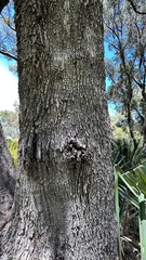 Eucalyptus gomphocephala