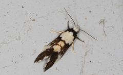 Philenora elegans