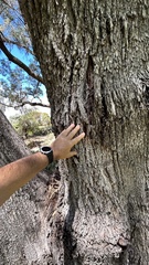 Eucalyptus gomphocephala