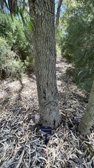 Eucalyptus gomphocephala