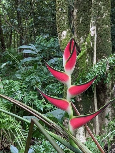 Heliconia orthotricha, 2023-02-13