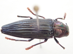 Prospheres norfolkensis