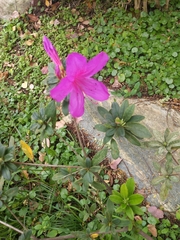 Rhododendron pulchrum phoeniceum