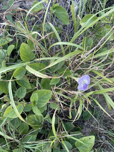 Asystasia gangetica