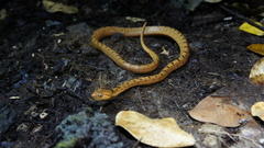Leptodeira polysticta