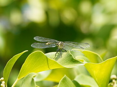 Austrogomphus ochraceus