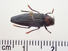 Prospheres norfolkensis