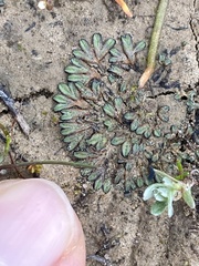 Riccia