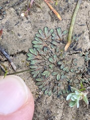 Riccia