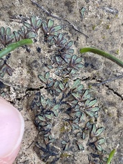 Riccia