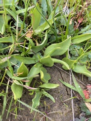 Fritillaria liliacea