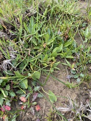 Fritillaria liliacea