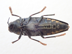 Prospheres norfolkensis